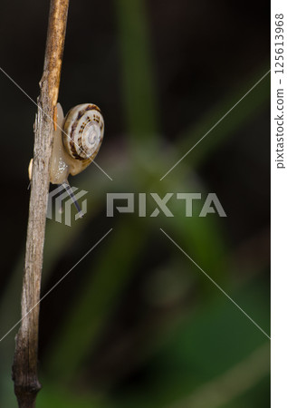White garden snail. 125613968