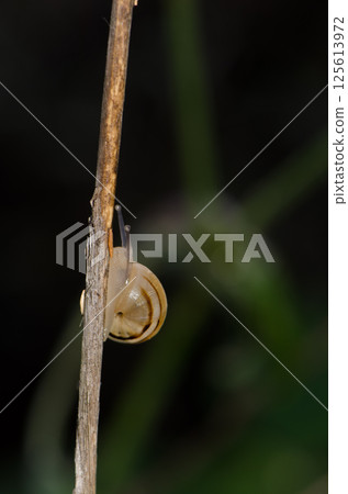 White garden snail. White garden snail. 125613972
