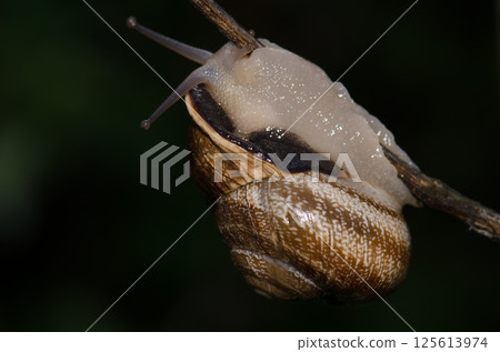 Milk snail Otala lactea lactea. 125613974