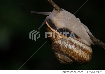 Milk snail Otala lactea lactea. 125613975