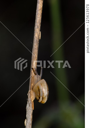 White garden snail. 125613978