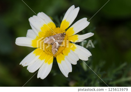 Beet webworm moth on a flower. Beet webworm moth on a flower. 125613979