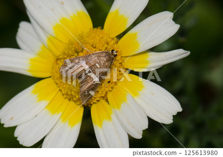 Beet webworm moth on a flower. 125613980