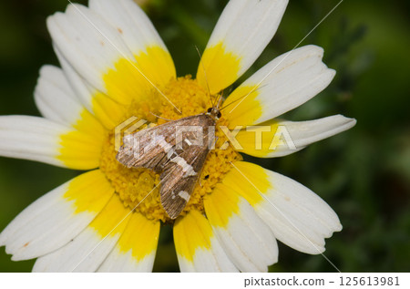 Beet webworm moth on a flower. Beet webworm moth on a flower. 125613981