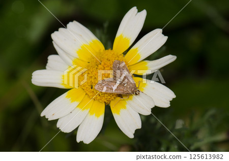 Beet webworm moth on a flower. 125613982