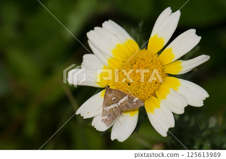 Beet webworm moth on a flower. Beet webworm moth on a flower. 125613989