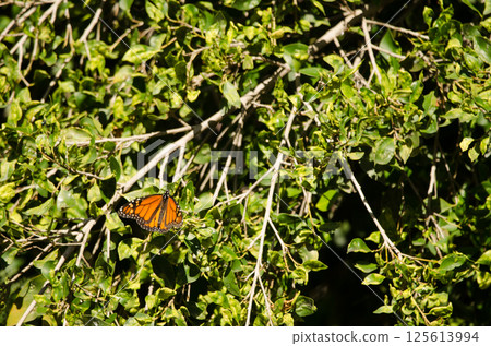 Monarch butterfly Danaus plexippus. Monarch butterfly Danaus plexippus. 125613994