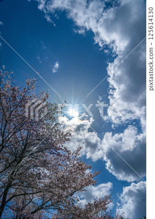 Copy space of Yoshino cherry blossoms in full bloom and the blue sky in spring 125614130