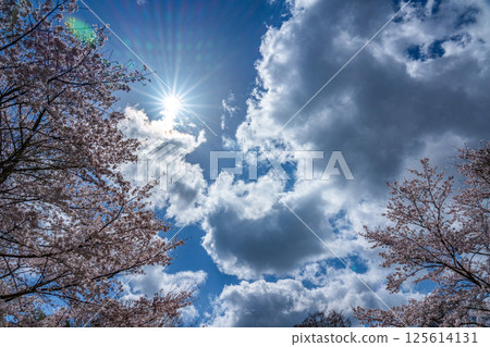 Copy space of Yoshino cherry blossoms in full bloom and the blue sky in spring 125614131