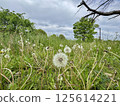 Nemophila flowers in Toneri Park 125614221