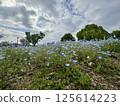 Nemophila flowers in Toneri Park 125614223