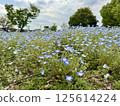 Nemophila flowers in Toneri Park 125614224