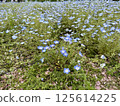 Nemophila flowers in Toneri Park 125614225