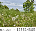 Dandelion fluff in Toneri Park 125614385