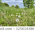 Dandelion fluff in Toneri Park 125614386