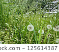 Dandelion fluff in Toneri Park 125614387