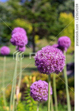 Yuni Town, Hokkaido: Allium giganteum with its unique ball-shaped flowers [July] 125614394