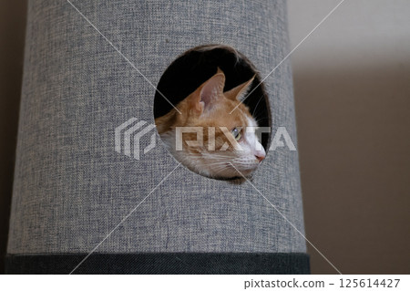 A cat sticking its head out of the cat tower Brown tiger white 125614427