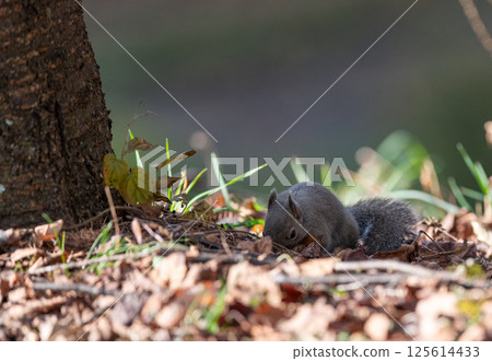 Cute Japanese squirrel Cute Japanese squirrel 125614433