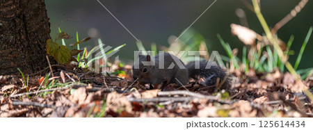 Cute Japanese squirrel 125614434