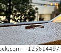 A lizard that has infiltrated the city 125614497