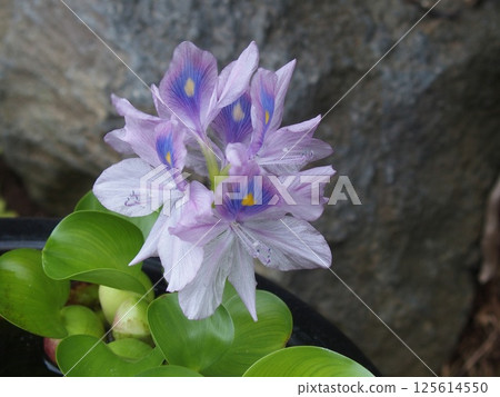 美麗的水生植物,水葫蘆 美麗的水生植物,水葫蘆 125614550