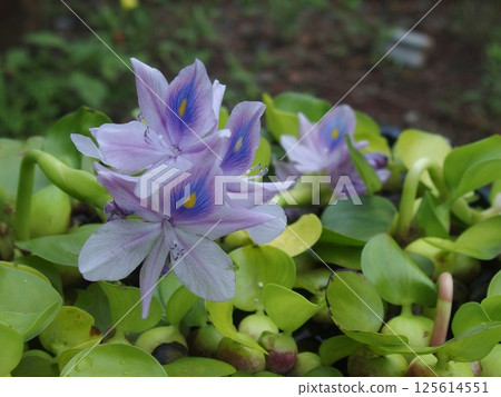 水葫蘆，一種常見的水生植物 125614551