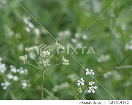 A wild plant with an unfortunate name 125614552