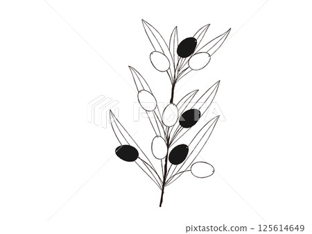 天然橄欖手繪線描:橄欖枝 天然橄欖手繪線描:橄欖枝 125614649