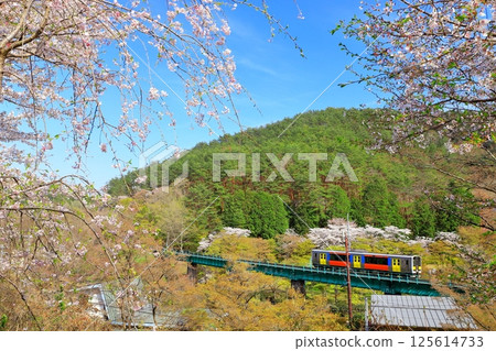 水郡線「春天櫻花盛開時，行駛在矢祭山的紅色列車」久慈川九號橋 125614733