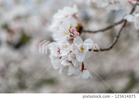 Sakura taking spring sunlight 125614875