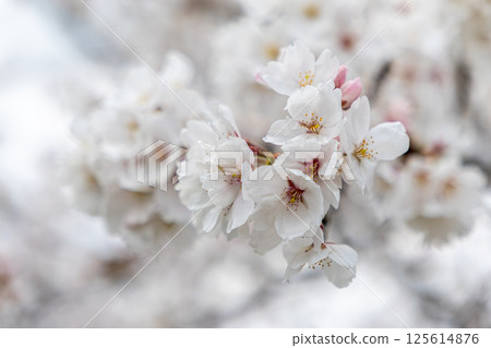 Sakura taking spring sunlight Sakura taking spring sunlight 125614876