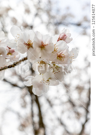 Sakura taking spring sunlight 125614877