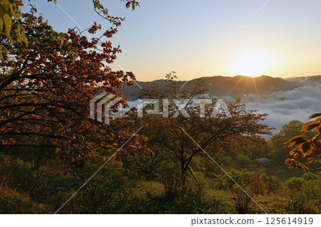 杜鵑花與雲海 125614919