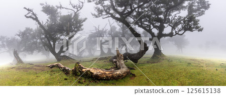 The Mystical Fairy Forest Fanal is a Wondrous Laurel Forest with Clouds and Fog and a UNESCO World Heritage Site on Madeira Island in Portugal. The Mystical Fairy Forest Fanal is a Wondrous Laurel Forest with Clouds and Fog and a UNESCO World Heritage Site on Madeira Island in Portugal. 125615138