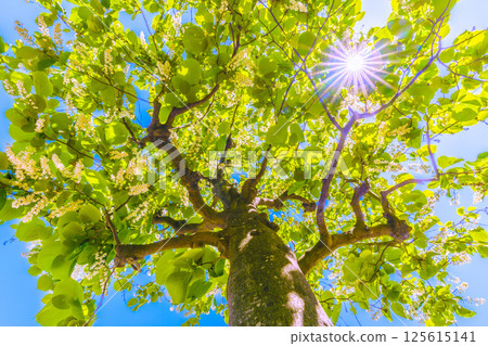 日本橫濱城市景觀。白雲樹的綠白色格外引人注目。花語是莊嚴、愛的旅程、快樂的人=30 125615141