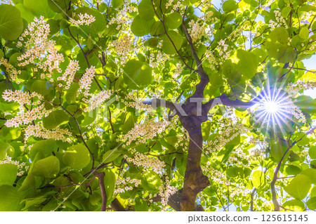 日本橫濱城市景觀。白雲樹的綠白色格外引人注目。花語是莊嚴、愛的旅程、快樂的人=30 125615145