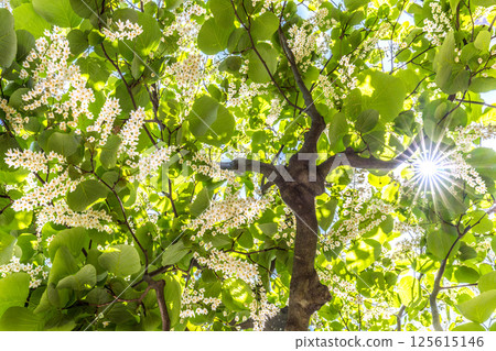 Yokohama cityscape in Japan. The green and white of the white cloud tree stands out. The flower language is grandeur, a journey of love, and a cheerful person = 30th 125615146