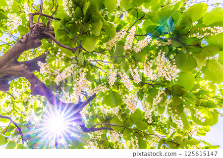 日本橫濱城市景觀。白雲樹的綠白色格外引人注目。花語是莊嚴、愛的旅程、快樂的人=30 125615147