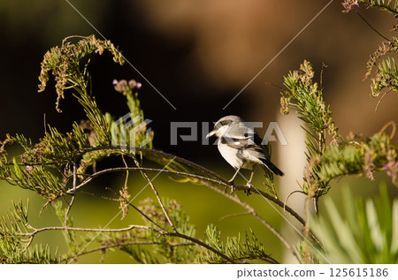 Great grey shrike. 125615186