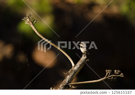 Great grey shrike. Great grey shrike. 125615187