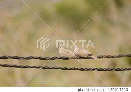 Barbary doves Streptopelia risoria. Barbary doves Streptopelia risoria. 125615200