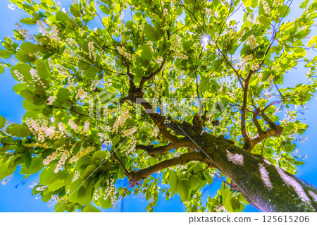 日本橫濱城市景觀。白雲樹的綠白色格外引人注目。花語是莊嚴、愛的旅程、快樂的人=30 125615206