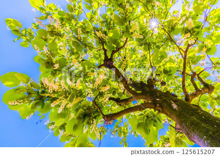 日本橫濱城市景觀。白雲樹的綠白色格外引人注目。花語是莊嚴、愛的旅程、快樂的人=30 125615207