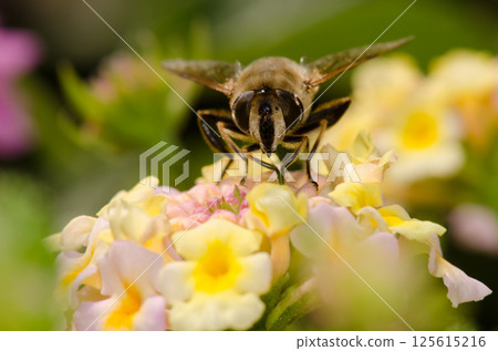 Common drone fly on flowers. 125615216