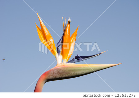 Flower of crane flower. 125615272