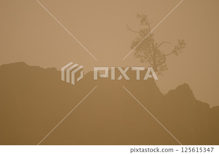 Canary Island pine on a cliff. Canary Island pine on a cliff. 125615347