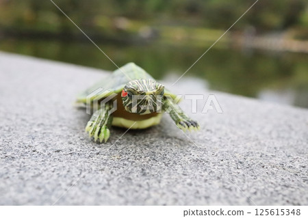 Green Turtle on Concrete by a Tranquil Pond 125615348