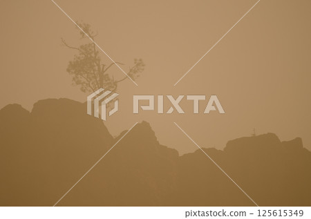 Canary Island pine on a cliff. Canary Island pine on a cliff. 125615349