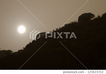 Shrubs on a backlit hillside. Shrubs on a backlit hillside. 125615352